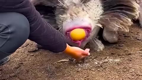 Wow ostrich lays giant egg