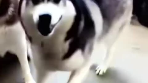 Dancing Dogs Vibes!