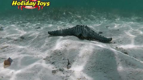 Blue Starfish Live Under the Sea Sand to Trap Shrimp