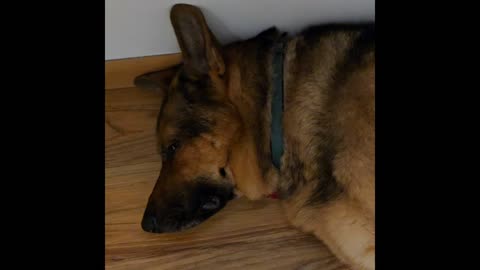 Virgil german shepherd.
