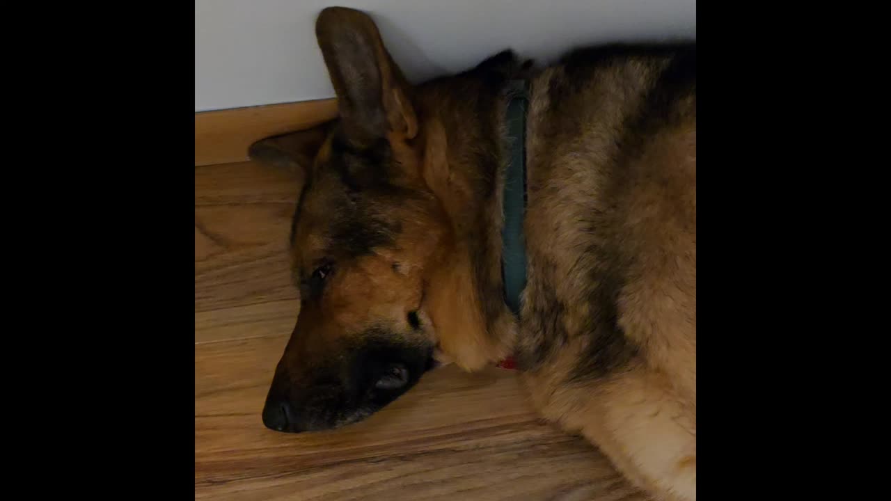 Virgil german shepherd.