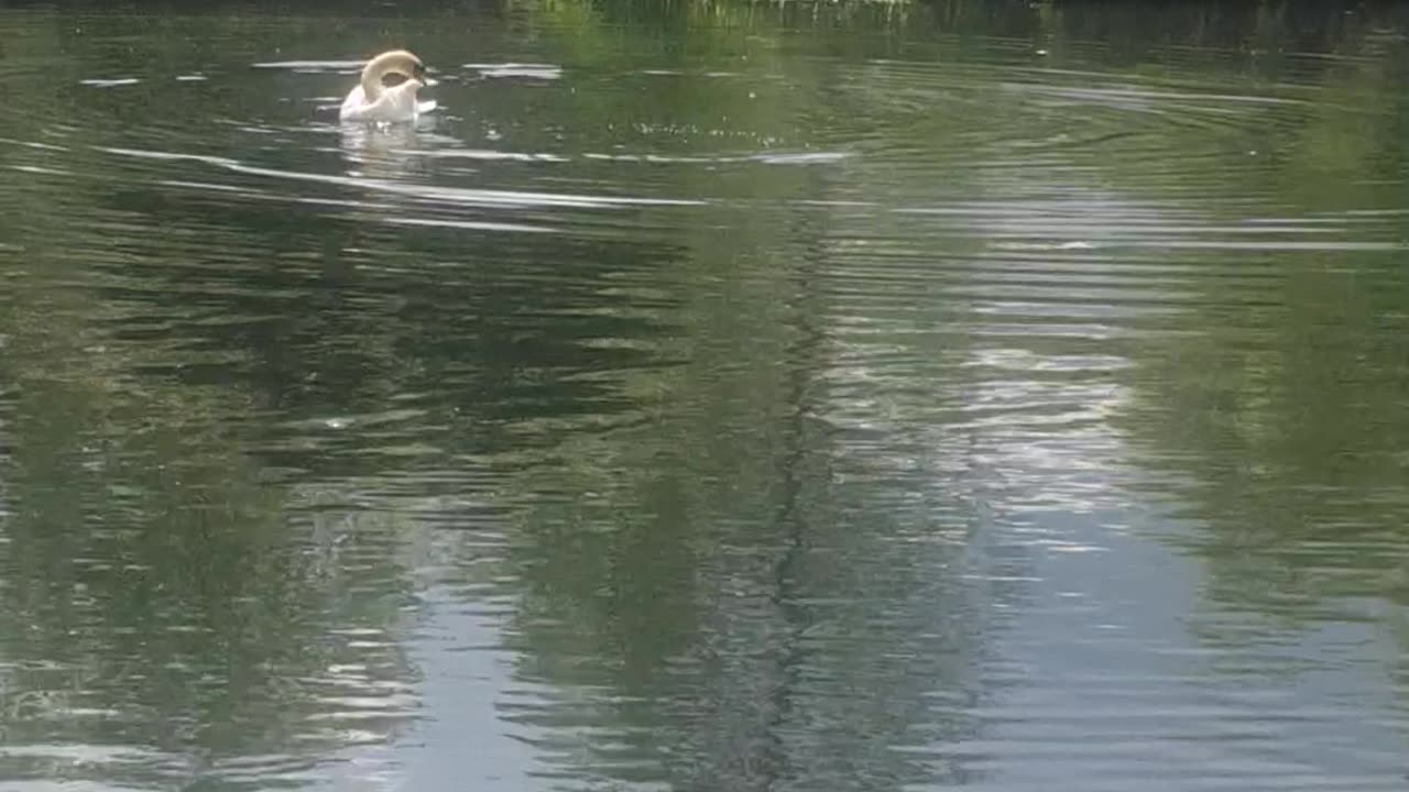Swan in canal - getting 🌞 before they dim it