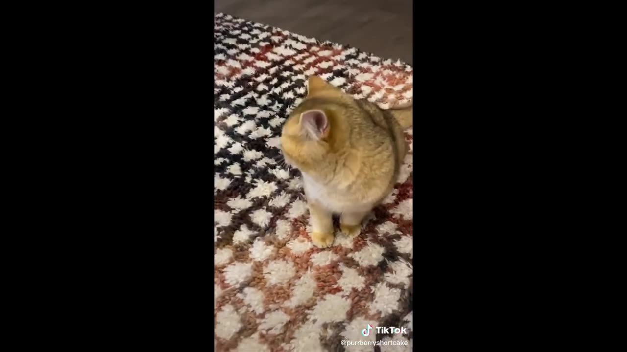 Funny Pets Video for Kids
