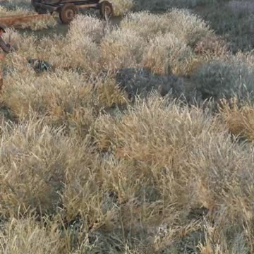 How I Became The King Of DayZ