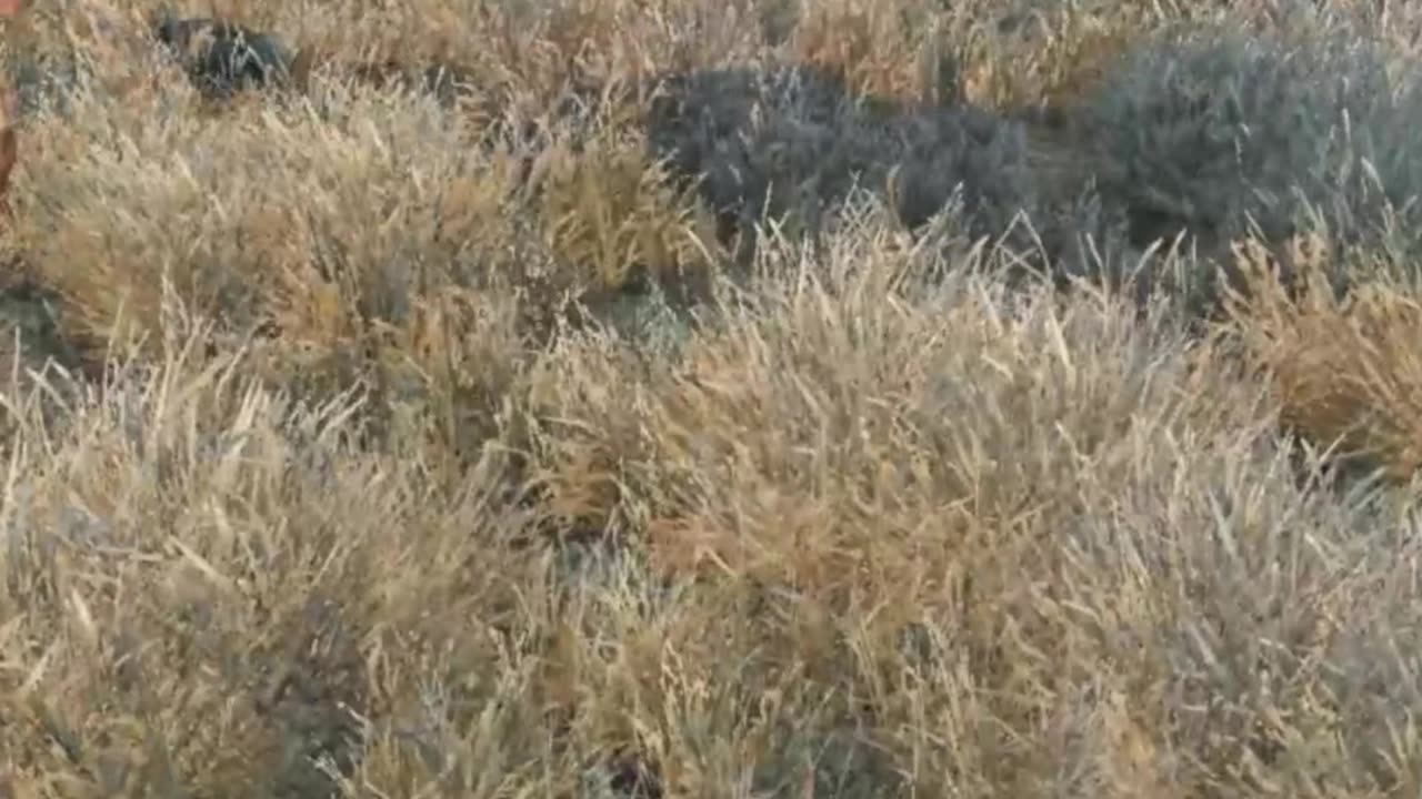 How I Became The King Of DayZ
