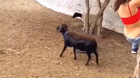 Funny video 😂😆😂😂😆🤡👍😆🤡😆😂🤡