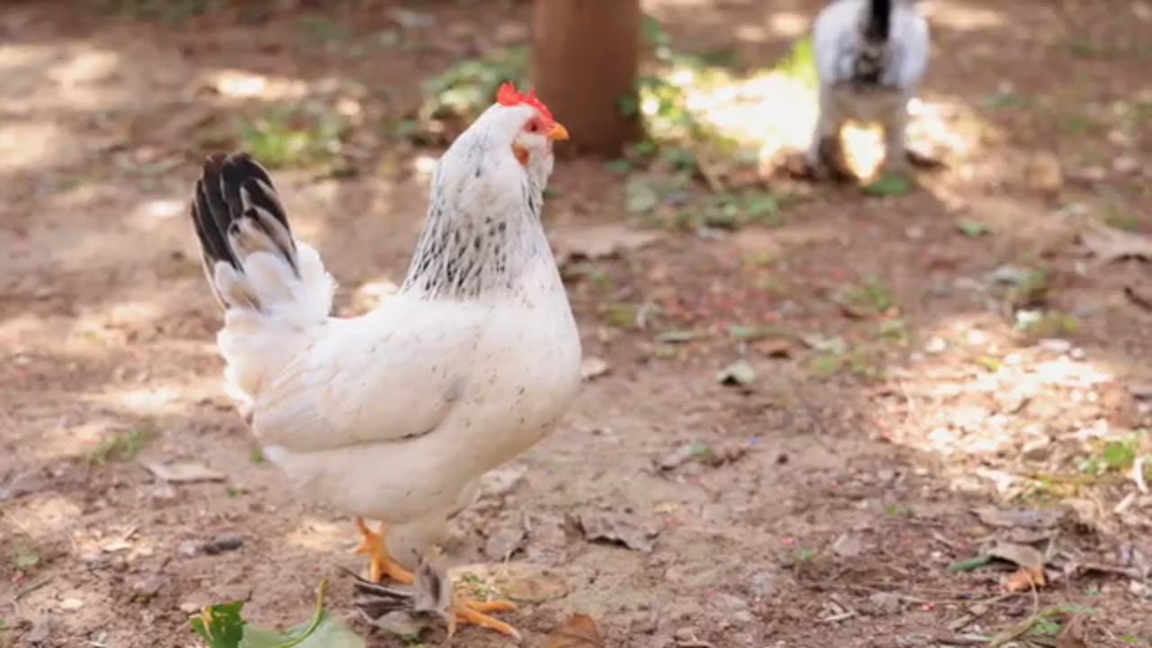 Relaxing Music Farm Animals Chickens for Study, Meditation, Work