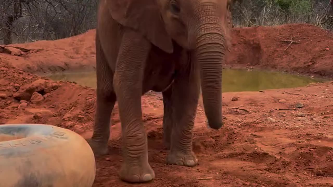 Baby elephant first toy