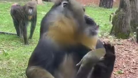 Funny videos of monkey 🐒