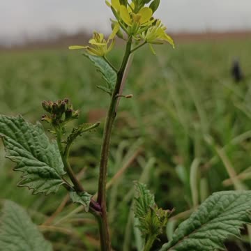 Unveiling Nature’s Beauty: The Bloom of a Wildflower