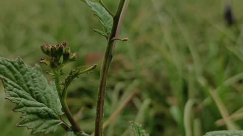 Unveiling Nature’s Beauty: The Bloom of a Wildflower