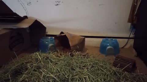 ROCKFORD'S FIRST DAY AT HOME