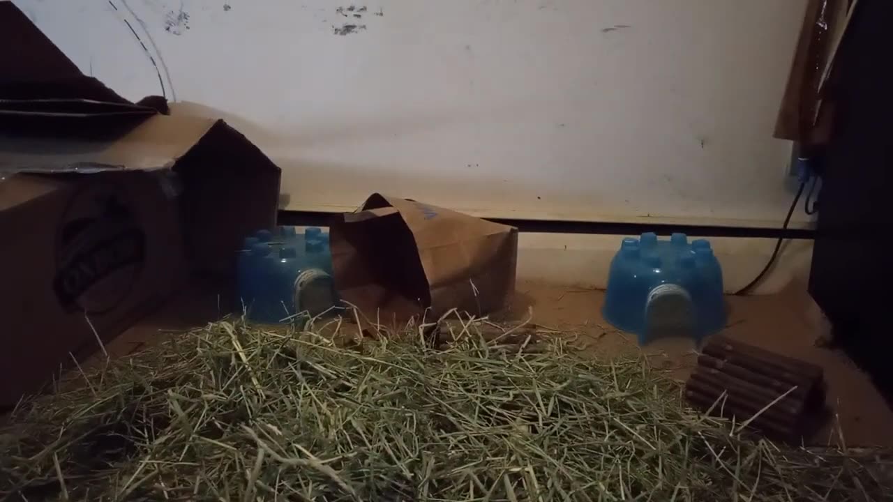 ROCKFORD'S FIRST DAY AT HOME