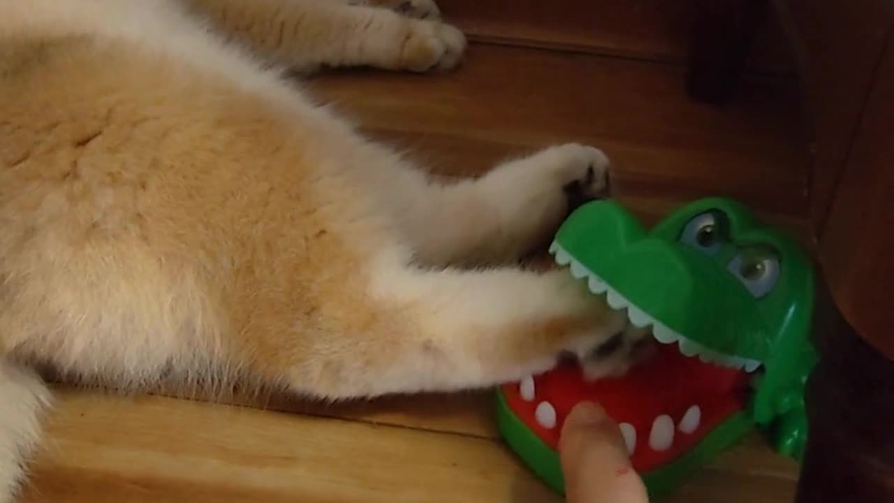 “Almost got caught… but kitty reflexes are too fast! 🐾 | Follow us for daily laughs”