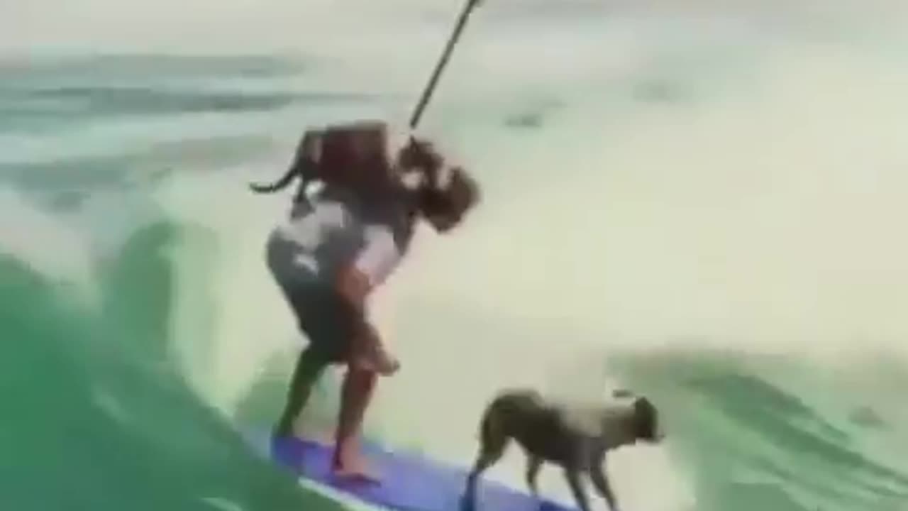 DOGGO STYLE