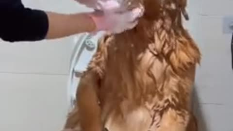 Fur Love🤣🤣🤣🤣🤣🤣