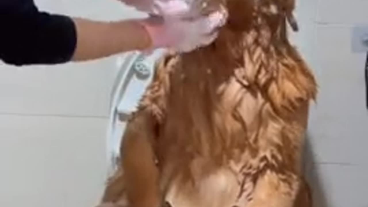 Fur Love🤣🤣🤣🤣🤣🤣