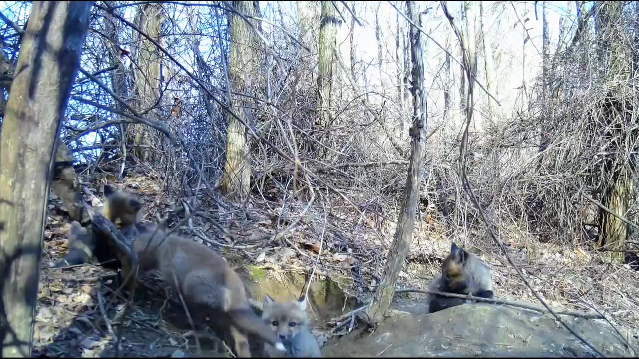 Fox Kits
