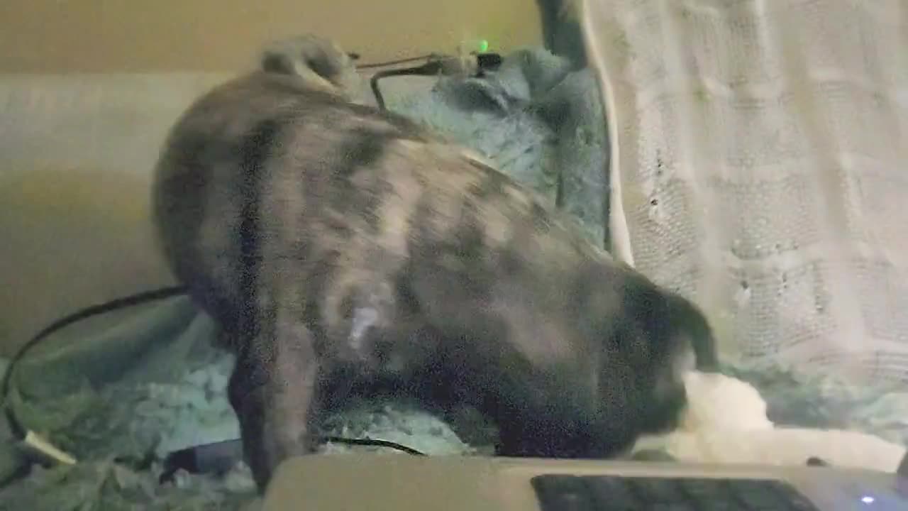 Alpha Pug Pug Works from Home Diary