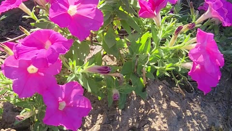 Petunia basking in the Western Michigan Morning Sun