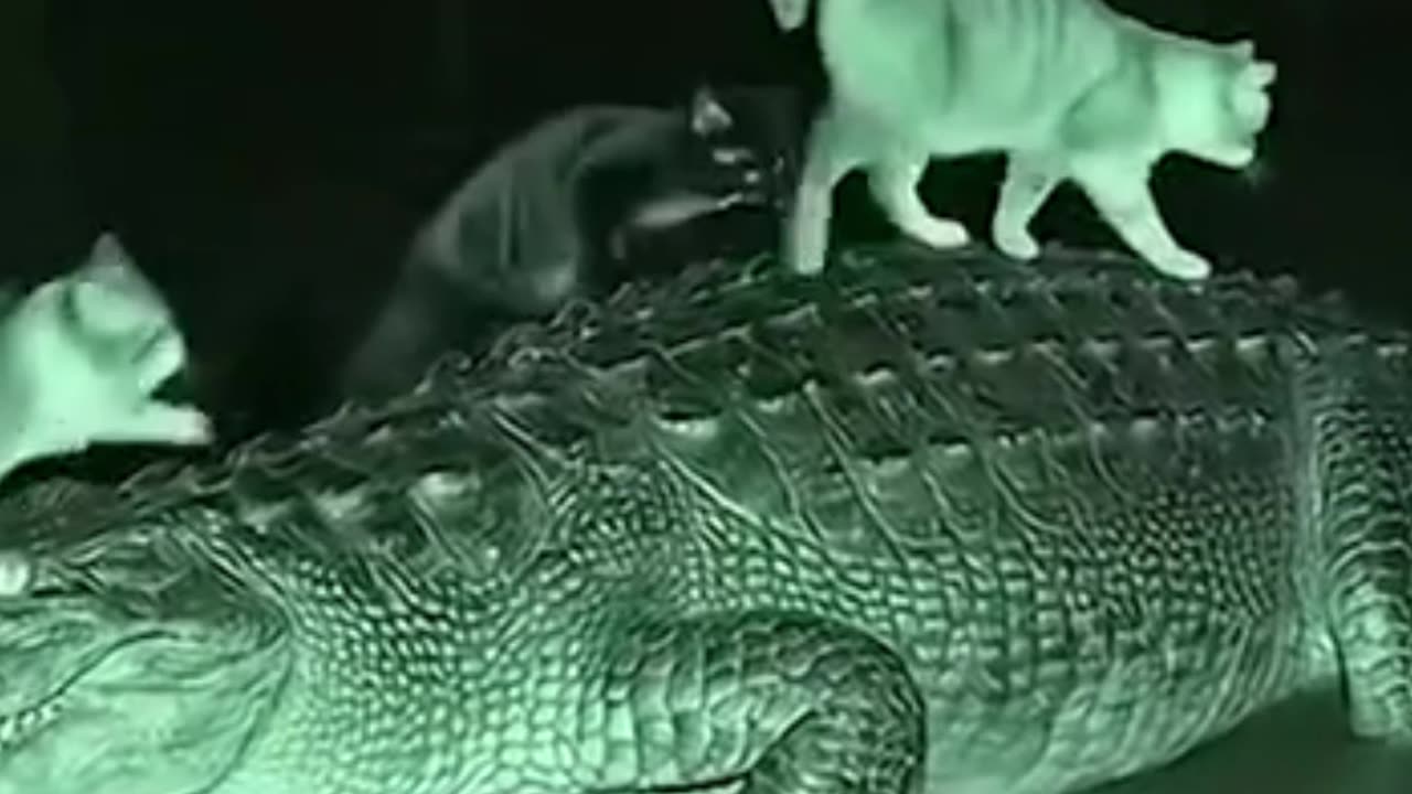 The Funniest Transportation Service On Earth 🤣🚀