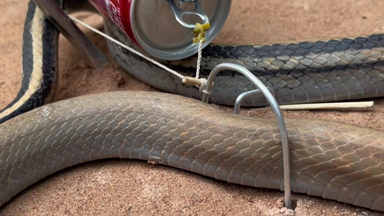 DIY Snake Trap using New scissors - Videos blog Reels |7
