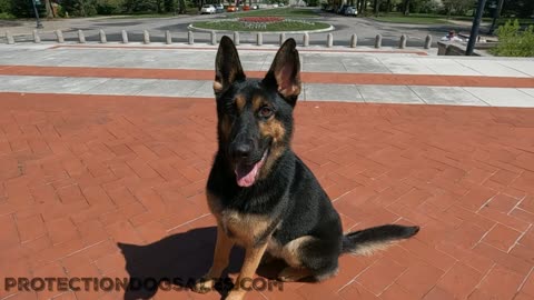Dogs create protection shield