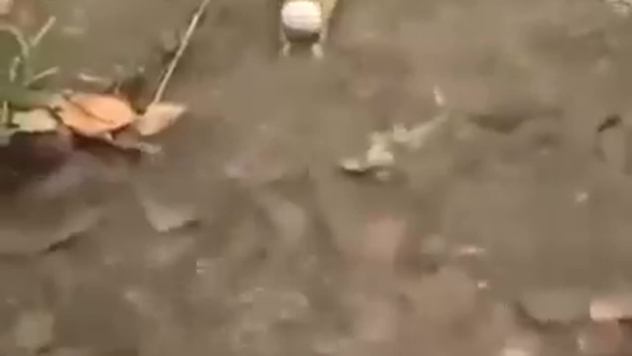 Frogs sound on! 🐸