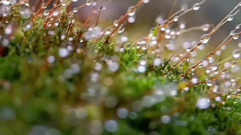 Glistening Dew Drops: Serene Nature's Quiet Beauty in Soft Focus