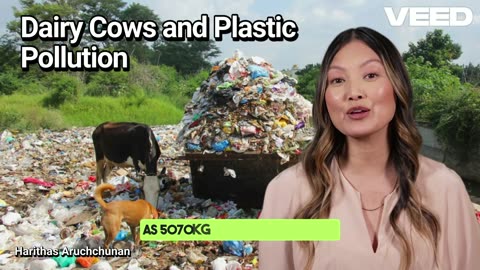 Cows VS Plastic: A Hidden Crisis in Dairy Farming