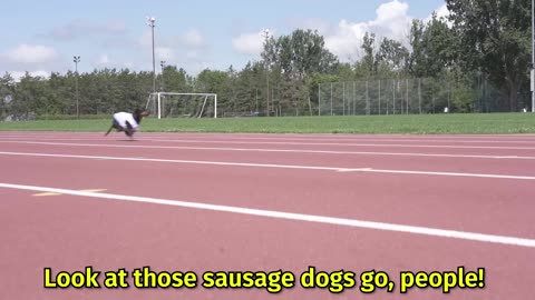 The 100 meters dogs race olympic 2025
