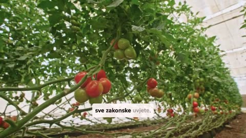 Kako steci Eco certifikat u Hrvatskoj?