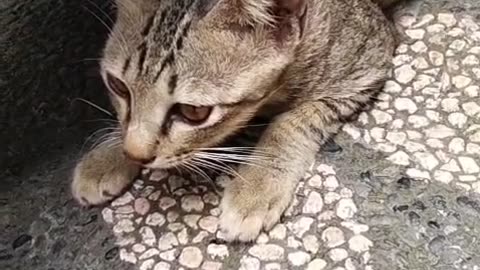 "Don't Disturb the Nap King! 😂 Tabby Cat Hides Under the Motorcycle for Peace & Quiet"