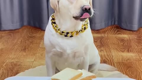 “How to Train Your Puppy Fast – Simple Method for Obedient, Calm Dogs”