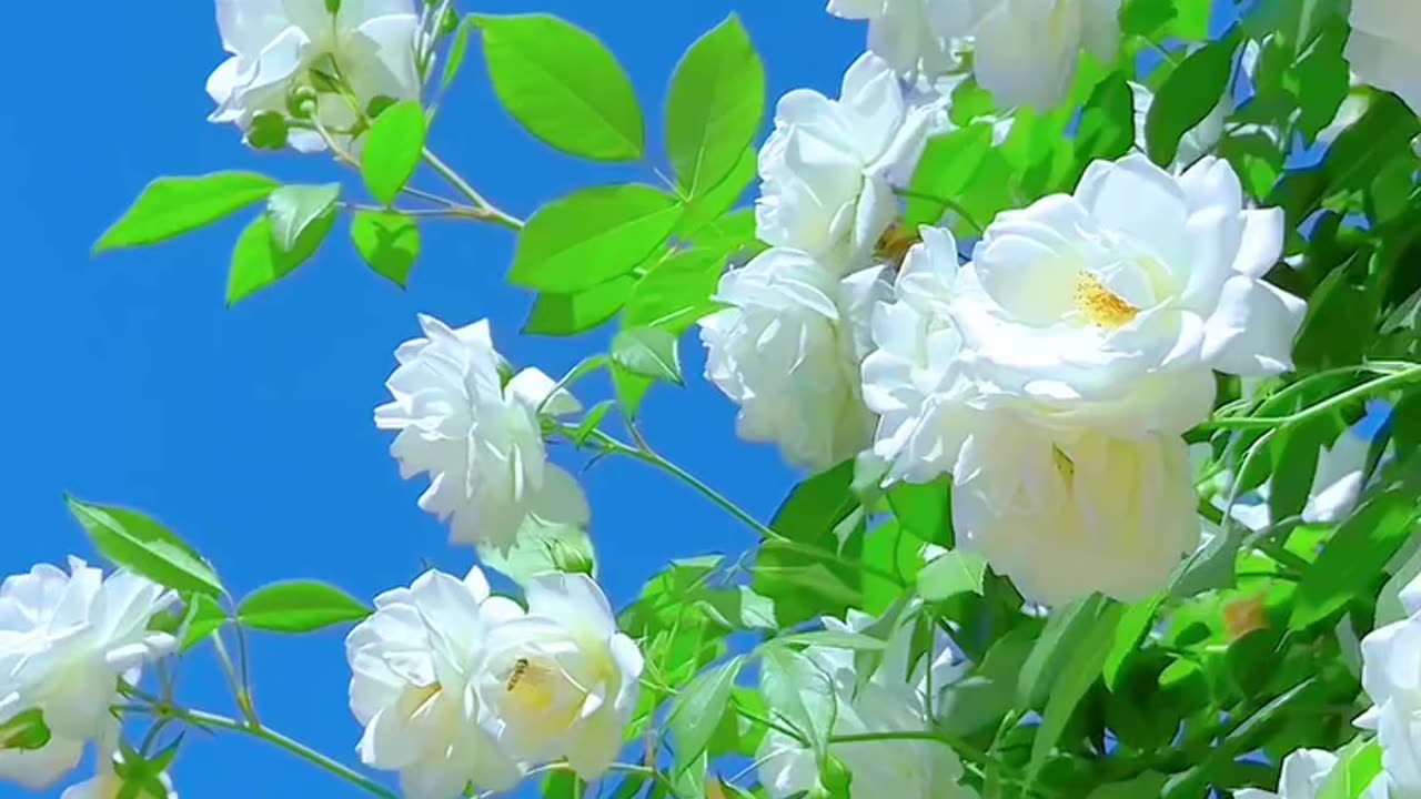 All videos