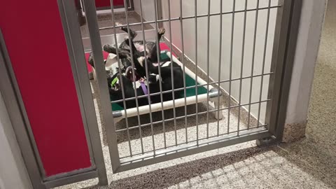 Bella Mae playful aggressor 7mo A866140 Dante-brindle 1y A859853 kennel 139 PACC shelter20250618_354