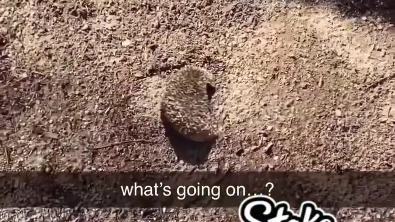 cartoon in real life