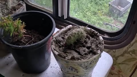 🌵Cactus💪Devotional🐈