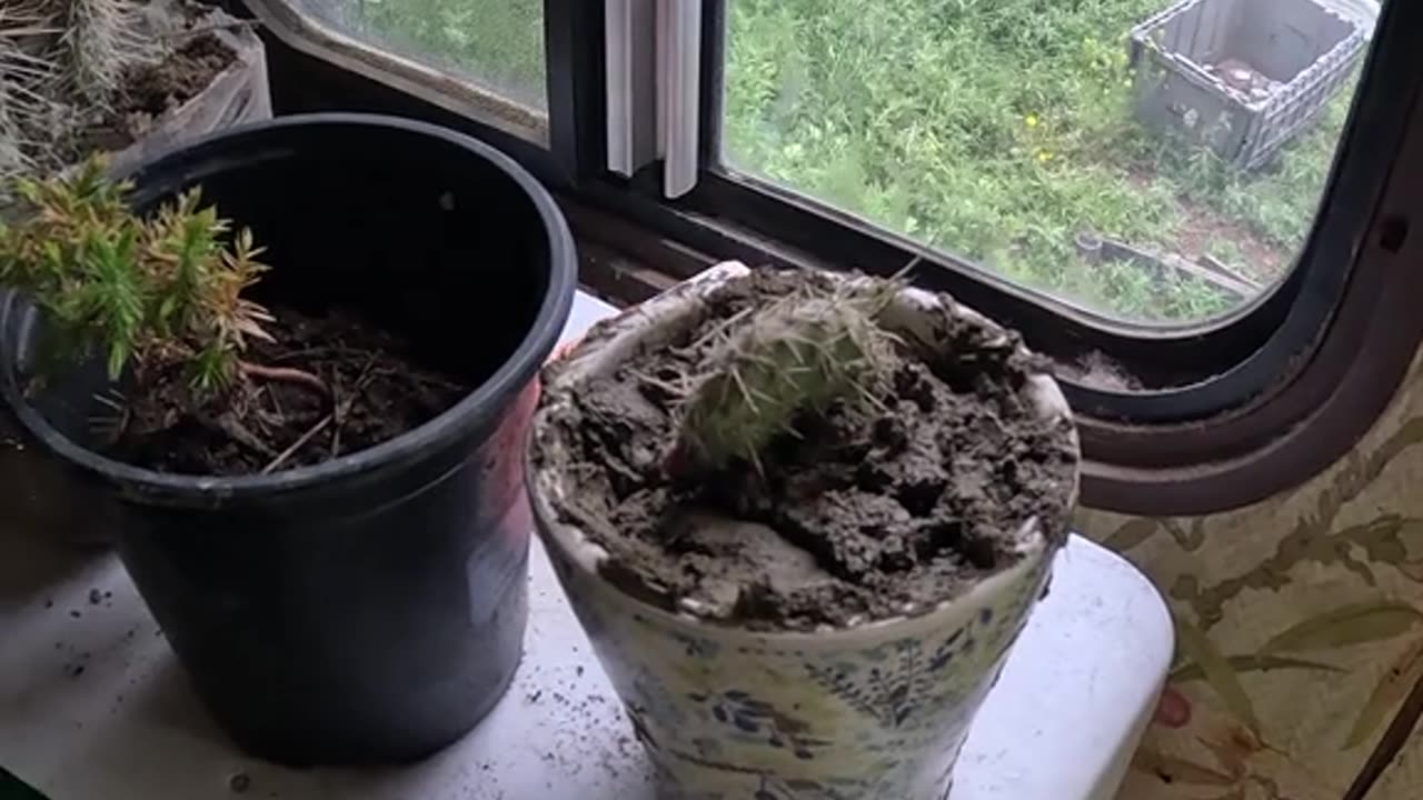 🌵Cactus💪Devotional🐈