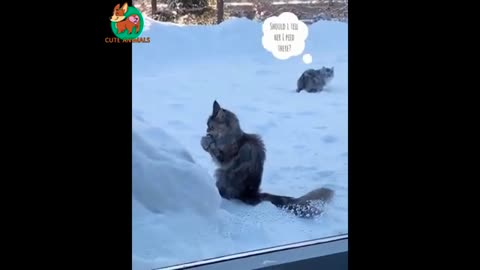Awesome Funny Animals' Life Videos - Funniest Pets 😇