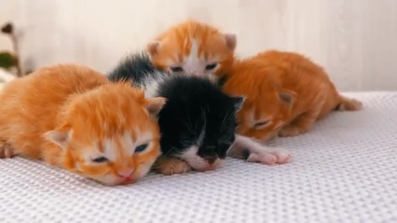 Cute kitten
