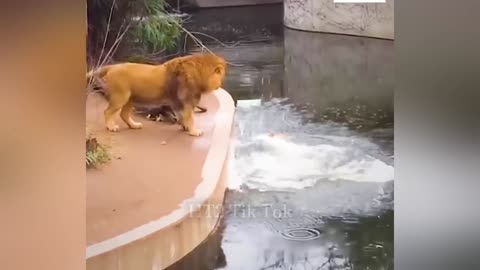 Try Not To Laugh - Funniest Animal Videos!😸🐶