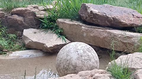 May 2025 Pueblo Zoo Trip Part 4