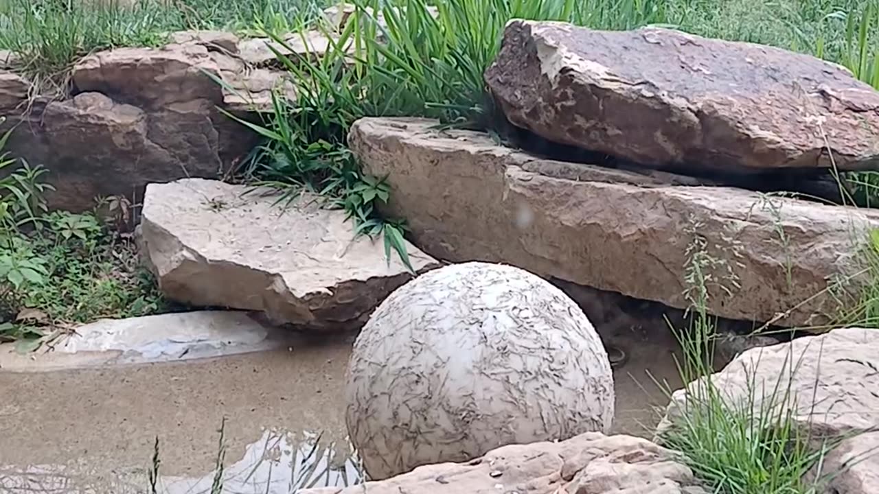 May 2025 Pueblo Zoo Trip Part 4