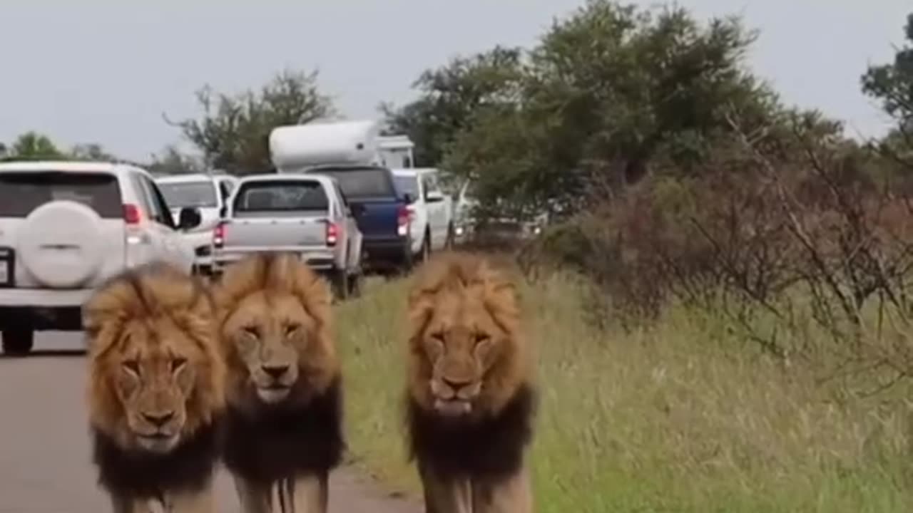 Lions funny moments (720p)hd