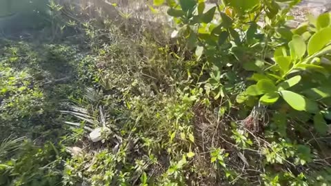 Every Neighbor was PISSED about the condition part1