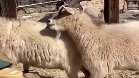 Jamaican Goats