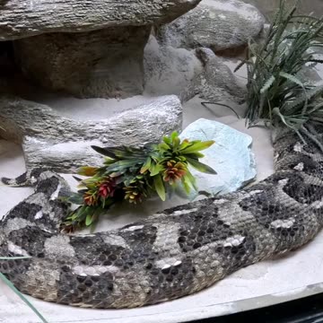 Puff Adder Snake at San Juan de Aragon Zoo in Mexico City