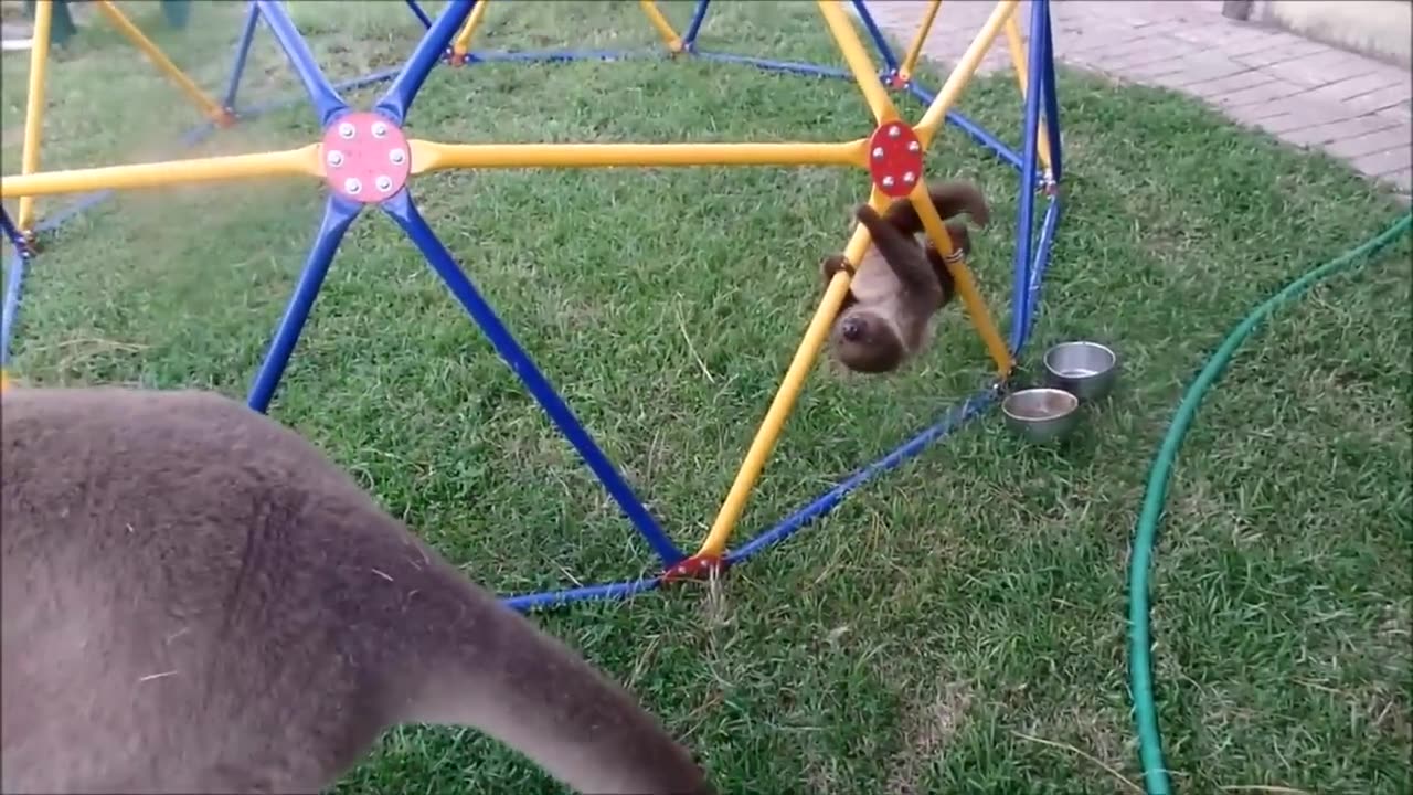Funny sloth