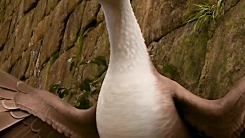 Funny Cute Animals duck, animals, duck cute